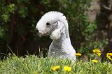 BEDLINGTON TERRIER 019